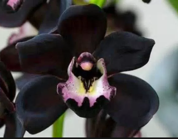 Black Orchid Style Fragrance Oil -Premium Grade