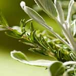Lemongrass & Sage Fragrance Oil