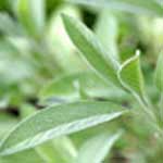Sage Leaf Fragrance Oil